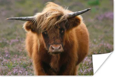Produktbild von MuchoWow® Poster Schottische Hochlandbewohner - Heidelandschaft - Tiere 30x20 cm - Plakate - Print