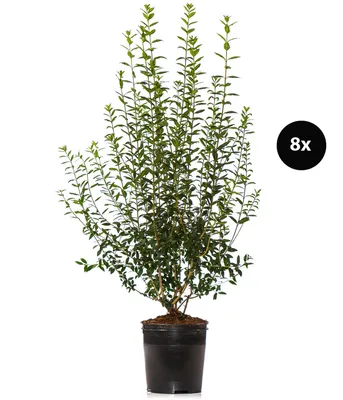 Produktbild von Dehner Wintergrüner Liguster Atrovirens, für 4 Meter Hecke, ca. 150-175 cm, 8 x 15 l Topf, Heckenpflanze