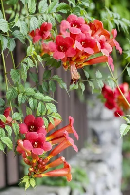 Produktbild von Trompetenblume - 30 Samen