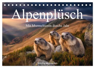 Produktbild von Alpenplüsch - Mit Murmeltieren durchs Jahr (Tischkalender 2027 DIN A5 quer), CALVENDO Monatskalender