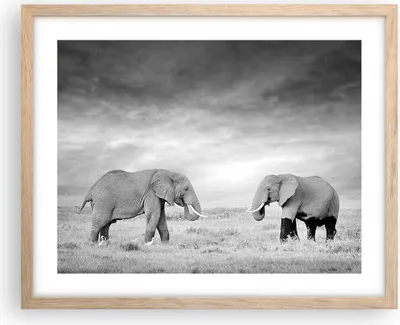 Produktbild von Gerahmtes Poster - Rahmen in heller Eiche - Elefanten Schwarzweiß Safari - 50x40 cm - Wand Bild - Wanddeko - Wandbilder - Wandposter - Bilderrahmen - Bilder - Kunstdruck - Wandbild - P2NAA50x40-4186