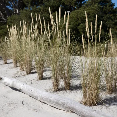 Produktbild von Stauden Gänge 10 x Ammophila arenaria im 1 Liter Topf - Strandhafer - Dünengras - Holen Sie sich ihr Urlaubsfeeling in den Garten