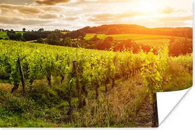 Produktbild von MuchoWow® Poster Weinberg bei einem Sonnenuntergang in Frankreich 90x60 cm - Schlafzimmer