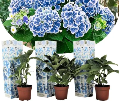 Obrázek produktu pro sada 3 hortenzií Bicolour Bavaria Blue-White - Hydrangea macrophylla - Elegantní kulovité hortenzie na záhony a do nádob