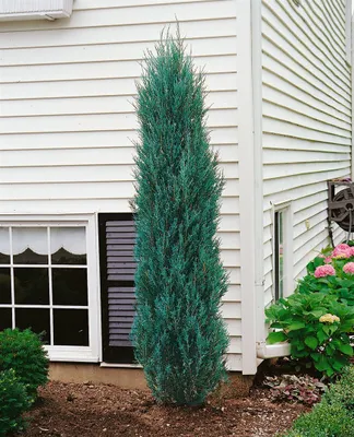 Produktbild von Juniperus scopulorum 'Blue Arrow', Säulenwacholder, blaugrün, 60–80 cm
