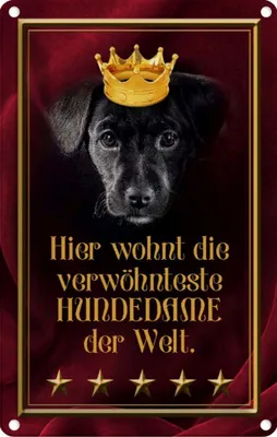 Produktbild von vianmo Blechschild 18x12 cm hier wohnt Hundedame der Welt Tier Haustier Hund