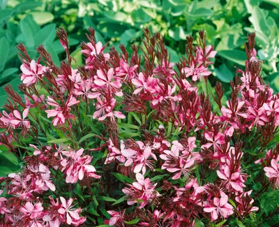 Produktbild von Gaura lindheimerii 'Cherry Brandy', Prachtkerze, rosa, ca. 11x11 cm Topf