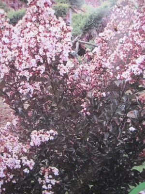 Produktbild von Kreppmyrte Kräuselmyrte - Lagerstroemia Indica Burgundy Baumwolle - 40-60cm