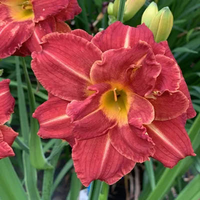 Produktbild von Taglilie Hemerocallis Staude Rhizom pflegeleicht winterhart Booby Ruby 1 St.