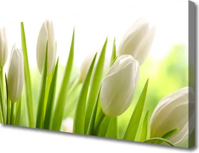 Produktbild von Tulup Leinwand-Bilder 100x50 Wandbild Canvas Kunstdruck Tulpen Pflanzen