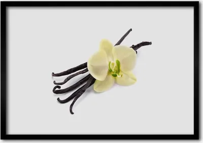 Produktbild von Bild 100x70 MDF-Rahmen Wandkunst Natur Blume Pflanze