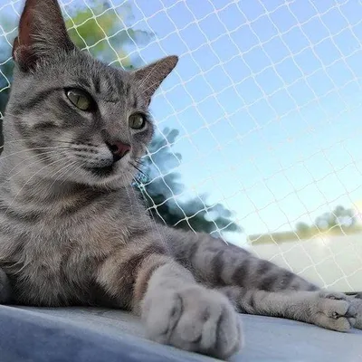 Image de Filet de sécurité pour chats - Transparent - Résistant aux UV et aux intempéries - 3 x 5 m - Barrière de sécurité pour chiens et chats
