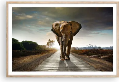 Produktbild von Gerahmtes Poster - Rahmen in heller Eiche - Elefant Straße Landschaft - 91,5x61 cm - Wand Bild - Wanddeko - Wandbilder - Wandposter - Bilderrahmen - Bilder - Kunstdruck - Wandbild - P2NAA91x61-0214