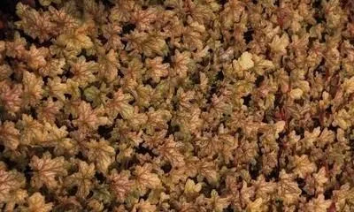 Obrázok produktu pre 6 x Heuchera hybr. 'Ginger Ale' - Fialový zvonček - kvetináč 9 x 9 cm