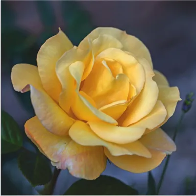 Produktbild von ARTland Wandbild Alu für Innen & Outdoor Gelbe Rose Größe: 40x40 cm