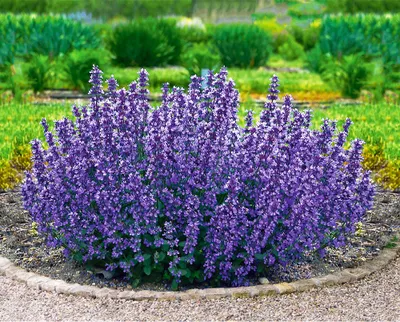 Produktbild von BALDUR Garten Nepeta Cat's Pajamas, 2 Pflanzen Katzenminze winterharte Staude,trockenresistent, mehrjährig, bienenfreundlich und schmetterlingsfreundlich, pflegeleicht, Wasserbedarf gering, blühend