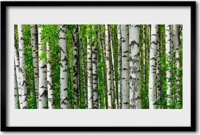 Produktbild von Bild 60x40 MDF-Rahmen Wandkunst Natur Pflanze Wald Bäume
