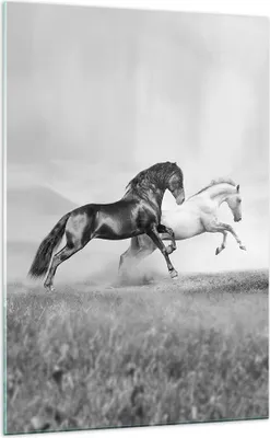 Produktbild von Bilder auf glas - Einteilig - Pferde Tiere Galopp Wiese - 70x100cm - Glasbilder - Wandbilder - Bilder - Wanddekoration aus Glas - Glas Bilder - Wandbild auf Glas - GPA70x100-2683