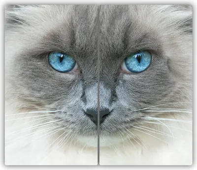 Produktbild von Tulup Glas-Herdabdeckplatte - 2x30x52cm - Glaskeramikkochfeld-Abdeckung Spritzschutz Zweiteilig Katze Blaue Augen
