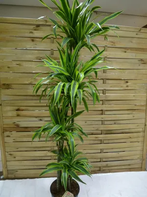 Produktbild von [Palmenlager] - XXL Dracaena de. Lemon Lime 190 cm - Drachenbaum - 4er(!) Tuff // Zimmerpflanze