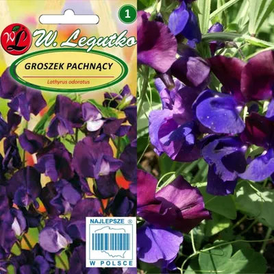 Image de Graines de pois de senteur violet cerise, 3 g