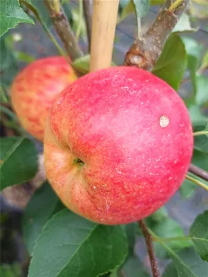 Produktbild von Rebella Herbstapfel Buschbaum M26