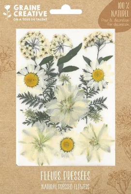 Produktbild von Graine Creative Trockenblumen Bastelset - White Meadow 15 Stück Dekoration