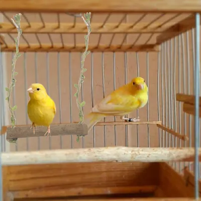Produktbild von Holzständer mit 2 Haken für Vogelkäfige und Holzleitern für Wellensittiche