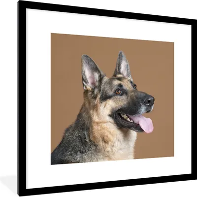 Produktbild von MuchoWow® Gerahmtes Poster Porträt eines Deutschen Schäferhundes 40x40 cm - Poster mit Schwarzem Bilderrahmen Wandposter Rahmen Foto Bilder - Poster - Plakat im Rahmen
