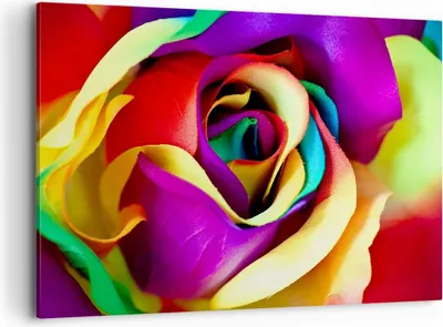 Produktbild von Bild auf Leinwand - Leinwandbild - Blume Farbe Rose - 120x80cm - Wand Bild - Wanddeko - Wandbilder - Leinwanddruck - Bilder - Kunstdruck - Wanddekoration - Leinwand bilder - Wandkunst - AA120x80-3623