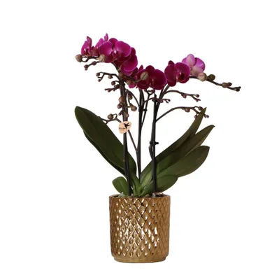 Image de Orchidées Colibri | orchidée phalaenopsis violette - Morelia + pot décoratif diamant or - taille du pot 9cm - 40cm de haut | plante d'intérieur en fleurs - fraîche du producteur