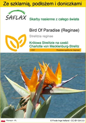 Zdjęcie produktu dla SAFLAX - Zestaw do uprawy - Bird Of Paradise (Reginae) - 5 Nasiona - Z mini szklarnią, podłożem uprawowym i 2 doniczkami - Strelitzia reginae