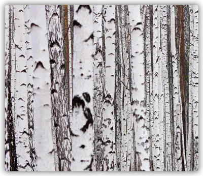 Produktbild von Tulup Glas Herdabdeckplatte Glaskeramikkochfeld-Abdeckung Spritzschutz Glasabdeckplatte Kochplattenabdeckung und Schneidebrett - Einteilig - 60x52 cm Birke