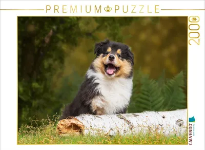 Produktbild von CALVENDO Puzzle Kleiner Weltentdecker - ein Colliewelpe | 2000 Teile Lege-Größe 90x67cm Foto-Puzzle für glückliche Stunden