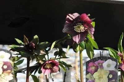 Zdjęcie produktu dla 6 x Helleborus lub 'Red Hybrids' - Róża soczewicowata - doniczka 9 x 9 cm