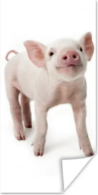 Produktbild von MuchoWow® Poster Schwein - Tiere - Weiß 60x120 cm - Wandschmuck
