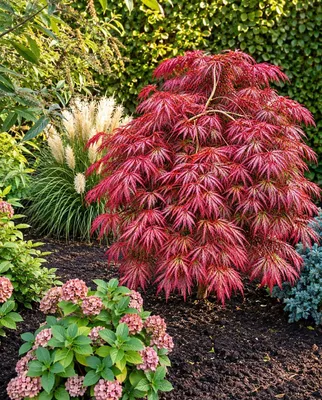 Produktbild von Roter Fächerahorn Acer palmatum Dissectum Garnet 100 - 120 cm Ahorn