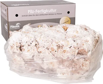 Produktbild von Pilzzuchtset Austernpilzkultur groß | Pilzzucht von Hawlik Pilzbrut