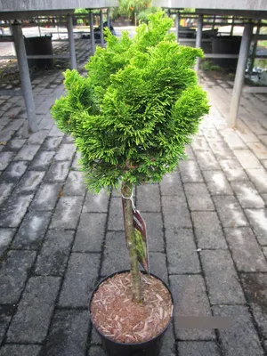 Produktbild von Chamaecyparis obtusa Aurora Stamm - Hinoki-Scheinzypresse Aurora - Stamm 40 cm
