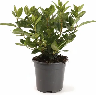 Produktbild von Viburnum tinus, Lorbeer-Schneeball, immergrün, 25–30 cm