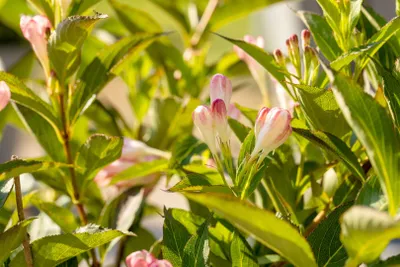 Produktbild von Weigela 'All Summer Peach', Weigelie, pfirsichfarben, 30–40 cm