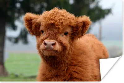 Produktbild von MuchoWow® Poster Scottish Highlander - Kalb - Gras 60x40 cm - Schlafzimmerdekoration