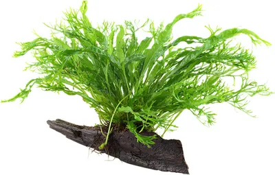 Produktbild von Aquarium Pflanze Microsorum pteropus 'Windeløv' auf Wurzel Tropica Nr.008B YWS