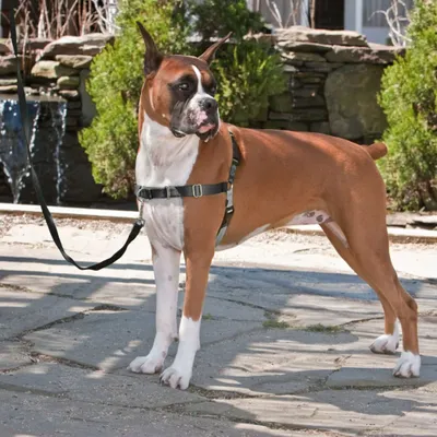 Obrázok produktu pre Petsafe Easy Walk postroj proti ťahaniu čierny