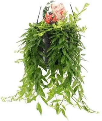 Obrázek produktu pro Gardners Aeschynanthus Japhrolepis - závěs, průměr 15 cm