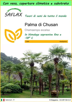 Immagine prodotto di SAFLAX Garden to go - Palma di Chusan - 10 semi - Chamaerops