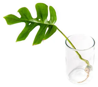 Obrázok produktu pre Gardners Monstera minima - odrezky na zakorenenie
