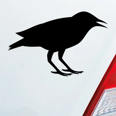 Produktbild von Auto Aufkleber Rabe Vogel Bird Vogelfreund 15x10 cm Schwarz Glanz Sticker Heckscheibenaufkleber
