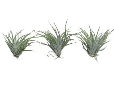 Produktbild von 3er Set Exotische Tillandsien Kammii