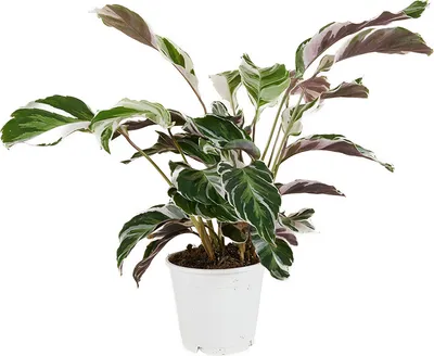 Produktbild von Bloomique - Calathea White Fusion - Korbmarante - Zimmerpflanzen - Pflegeleicht - Luftreinigend - Höhe 40-50 cm - Topf 14 cm
